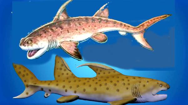 ஹாஃப்மேன்ஸ் டிராகன் ஷார்க் என்ற பெயருக்கு என்ன காரணம்? 