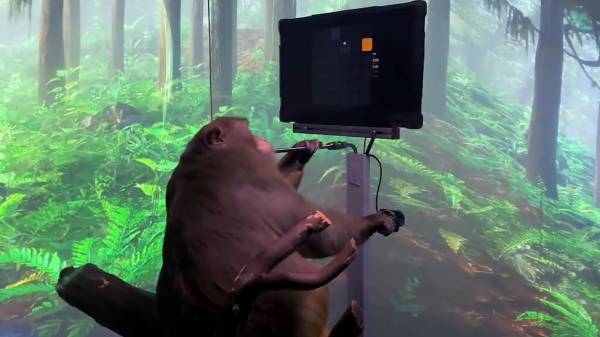 குரங்கு மூளைக்குள் சிப்