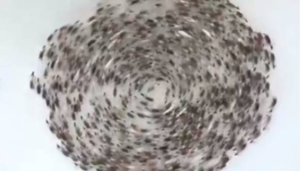 மந்தையின் ஹிப்னாடிக் வீடியோ