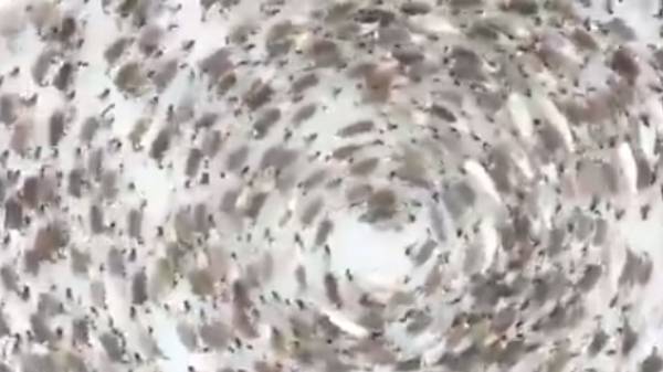 சூறாவளி காற்று போல் கலைமான்