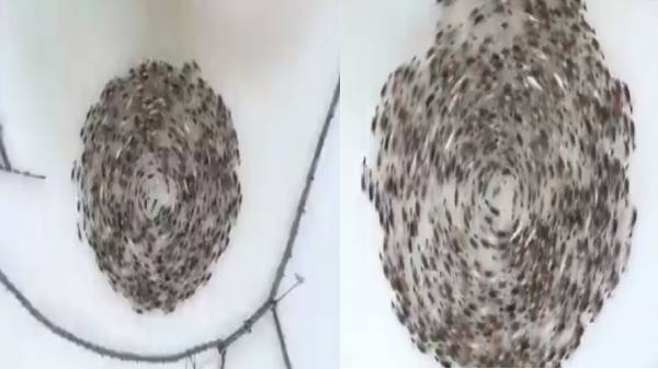 வேட்டையாடுபவர்களிடம் இருந்து தற்காப்பு