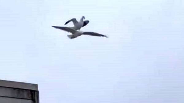  கடற்பறவையின் மீது மற்றொரு