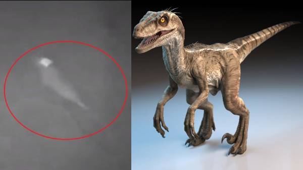 'டைனோசர்' போன்ற உயிரினத்தைப் பார்த்ததாகக் கூறிய பெண் 