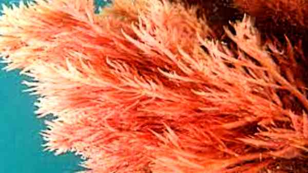 வணிக ரீதியாக இது புதிய மாற்றத்தை ஏற்படுத்தும்