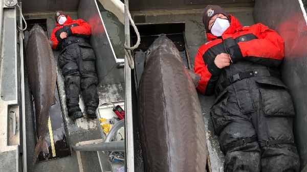 100 வயதை தாண்டிய மாமோத் மீன் 