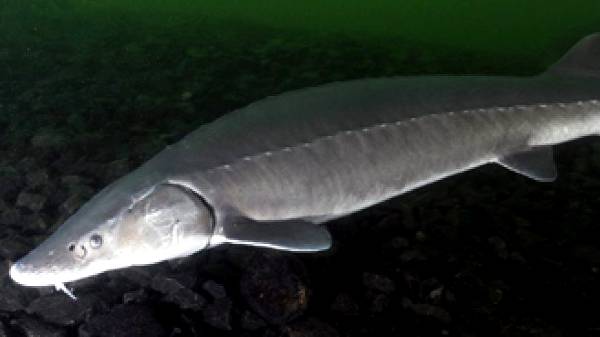 லேக் ஸ்டர்ஜன் மீன் வகை