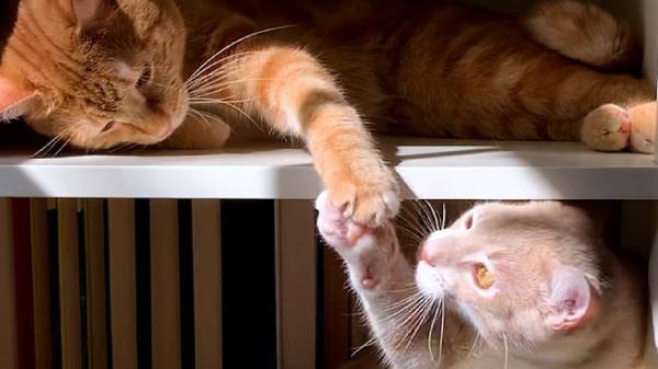 ல உணவை தேடி தங்களை தாங்களே