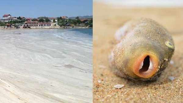 வைரஸ், பாக்டீரியாவின் கூடாரமாக மாறி வரும் கடல் 