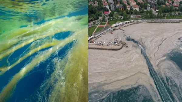 எதனால் இந்த கசடு கடலில் திடீரென தோன்றியுள்ளது?