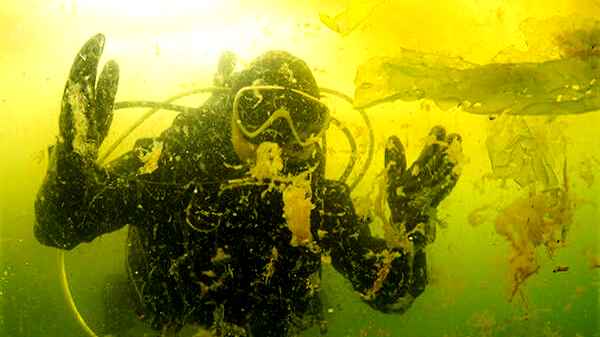 பச்சை கசடு போன்ற மெலிதான 'கடல் சளி'