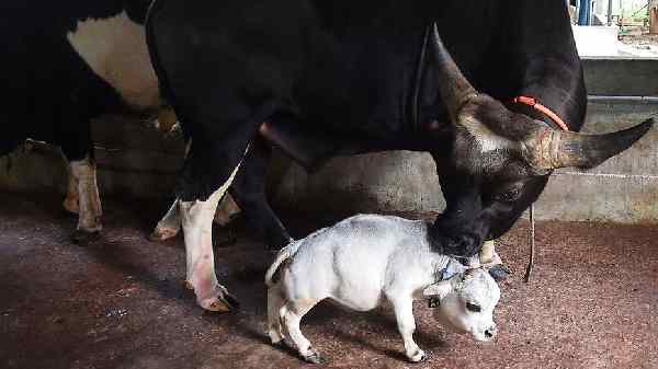 வெச்சூர் இனத்தைச் சேர்ந்த மாணிக்கம் வகை மாடு