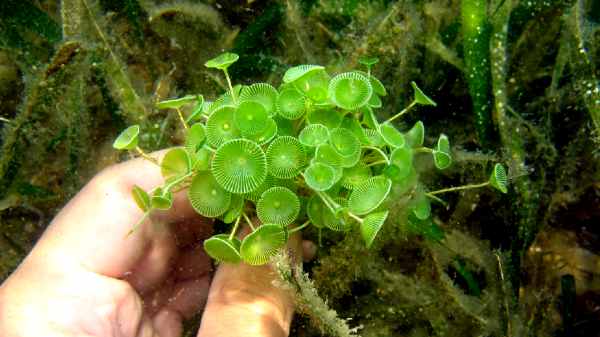 அந்தமான் மற்றும் நிக்கோபார் தீவுகளில் அருமையான கடல் வளம் 