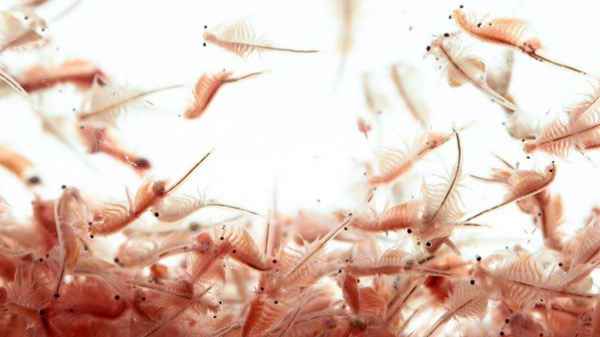 விண்வெளியில் இருந்து மீண்டும் பூமிக்கு வரும் பொருட்கள்