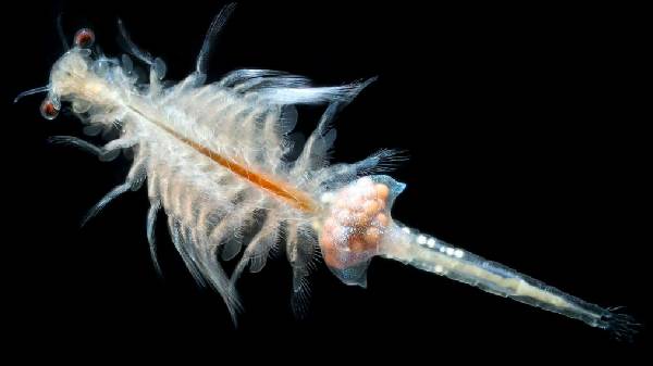 பிரைம் ஸ்ரிம்ப்ஸ் எனப்படும் இறால் குட்டிகள் விண்வெளியில் வளர்ப்பா?