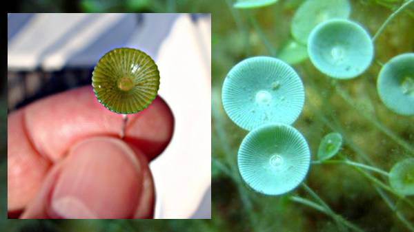 கடலில் அமிலத்தன்மை அதிகரிக்கிறது.. இது ஆபத்தா? 