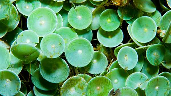 தேவதையின் குடைகள் போல தோற்றமளிக்கும் தாவரம் 