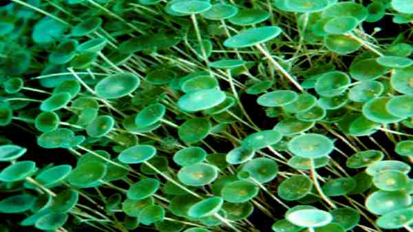 தாவரத்தின் இனத்தை அடையாளம் காண இரண்டு ஆண்டுகளா?