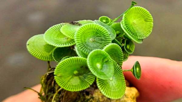 கடல் தேவதை என்று அழைக்கப்படும் புதிய தாவரம் 