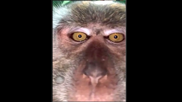 குரங்கு செல்பி