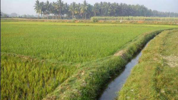 கிராமியோபோன் ஆலோசனை