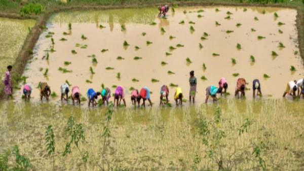 வெங்காயம் மற்றும் பூண்டு சாகுபடி