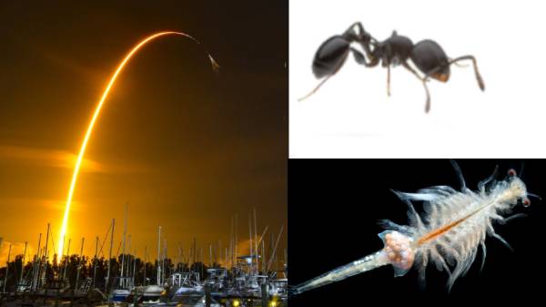 சர்வதேச விண்வெளி நிலையம் நோக்கி பாய்ந்த டிராகன் கார்கோ ஷிப் 