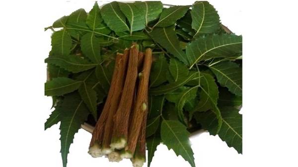 வேப்பங்குச்சியின் மதிப்பை அறிந்து அதை
