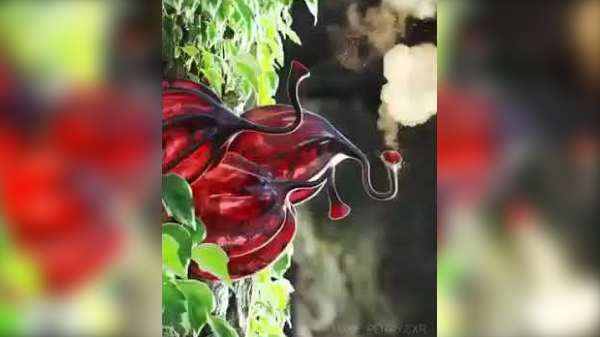 இப்படி ஒரு தாவரம் இல்லவே இல்லையா?