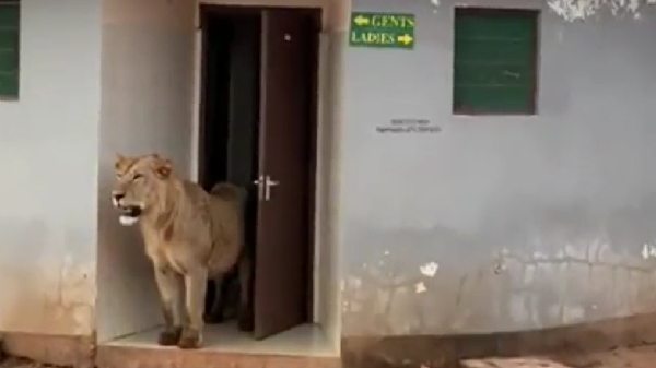 மக்களுக்கான பொது கழிவறைக்குள் எப்படி சிங்கம் சென்றது?