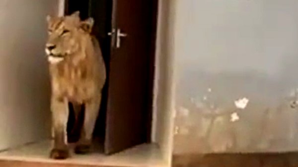 கம்பீரமாக பொது கழிவறை கதவை விட்டு வெளிவந்த சிங்கம்