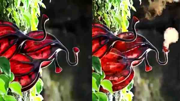 இணையத்தில் வைரல் ஆகும் 'ஊது பாவை' என்ற விசித்திரமான தாவரத்தின் வீடியோ