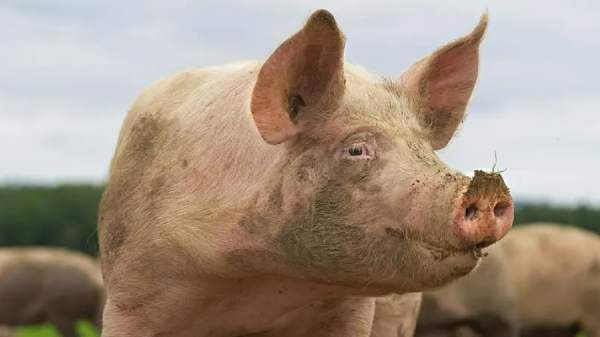 வியப்பில் ஆழ்த்திய பன்றியின் சிறுநீரகம்.. மனித உடலில் செயல்பட விதம் உண்மையில் பிரமிப்பு