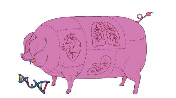 சிறுநீரகம் மட்டுமின்றி இதயம், நுரையீரல் மற்றும் கல்லீரல் கூட மாற்றம் செய்யலாமா?