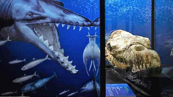 பூமியில் வாழ்ந்த ராட்சஸ திமிங்கிலம் பாசிலோசரஸ் (basilosaurus)