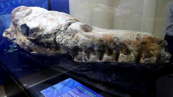 பாலைவனத்தில் கிடைத்த ராட்சஸ கடல் திமிங்கிலத்தின் புதைபடிமம்