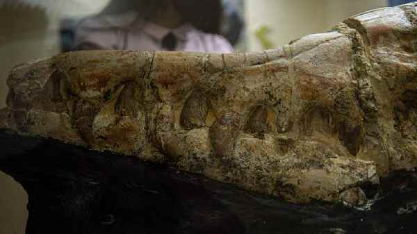 55 அடி நீளம் கொண்ட அக்குகஜே பிரிடேட்டர்