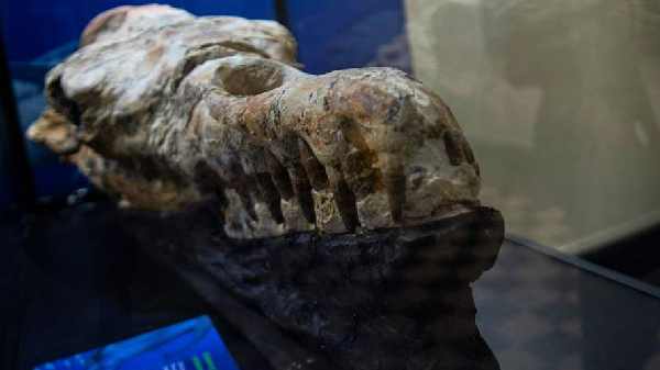 42 மில்லியன் ஆண்டுகள் மதிப்புள்ள பரிணாம ஆதாரங்கள்