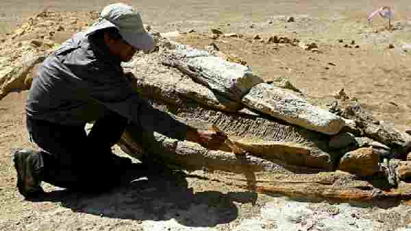 இதுவரை இதுபோன்ற ஒன்றைப் பூமியில் யாரும் கண்டுபிடிக்கவில்லையா?