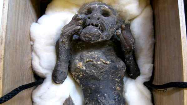 கடற்கன்னி கண்ணாடிப் பெட்டியில் காட்சிக்கு வைக்கப்பட்டதா?