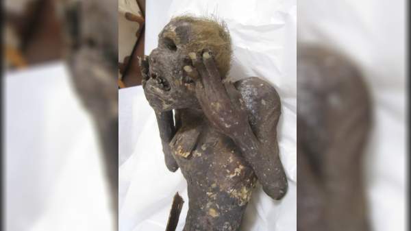 குடும்பப் பொக்கிஷமாகப் பாதுகாக்கப்பட்டு வந்த கடற்கன்னியின் உடல்