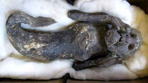 இந்த கடற்கன்னி 1736 ஆம் ஆண்டில் பசிபிக் பெருங்கடலில் பிடிபட்டதா?