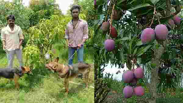 இந்தியாவில் நாய்களின் பாதுகாப்புடன் இந்த மாம்பழங்கள் வளர்க்கப்படுகிறதா?