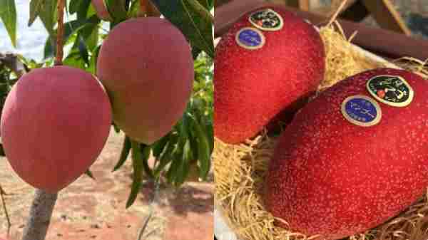 மாம்பழங்களின் தேசமா இந்தியா?