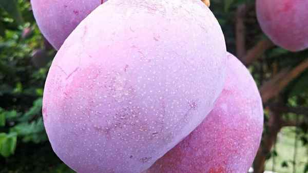 இந்தியாவில் கிடைக்கும் மாம்பழங்கள் வெரைட்டி