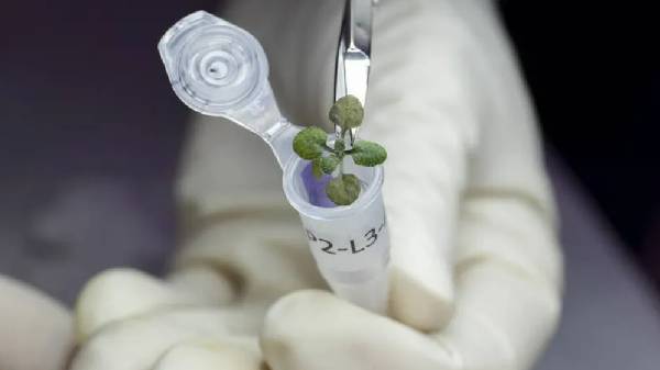 இந்த தாவரத்தைத் தேர்வு செய்ய இரண்டாவது முக்கிய காரணம் என்ன தெரியுமா?