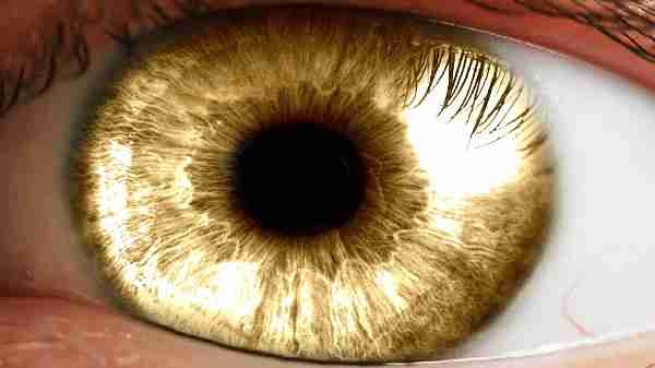 5 மணிநேரத்திற்கு பிறகும் விஞ்ஞானிகளால் இறந்த கண்களை எழுப்ப முடிந்ததா?