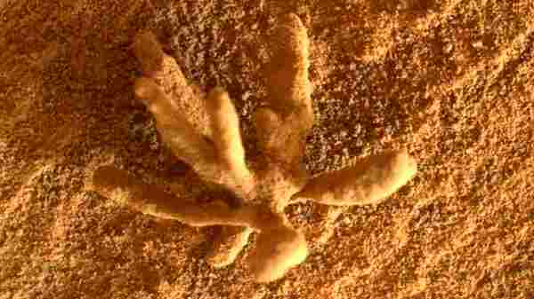 சிறிய பூ அல்லது சில வகையான கரிம அம்சம்