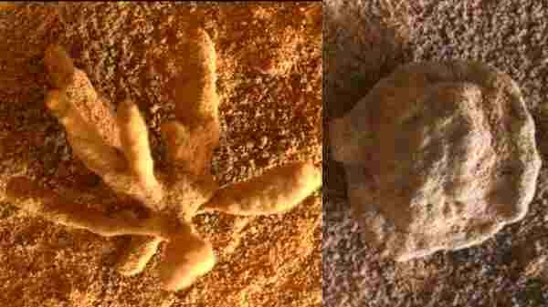 பூ போன்ற பொருள்