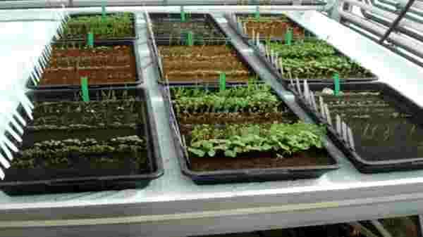 நிலவு மண் மாதிரிகளை ஆய்வு செய்யும் விஞ்ஞானிகள்