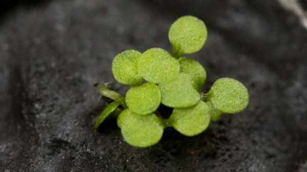 சந்திர மண்ணில் எப்படியோ தாவரம் வளர்ந்துவிட்டது